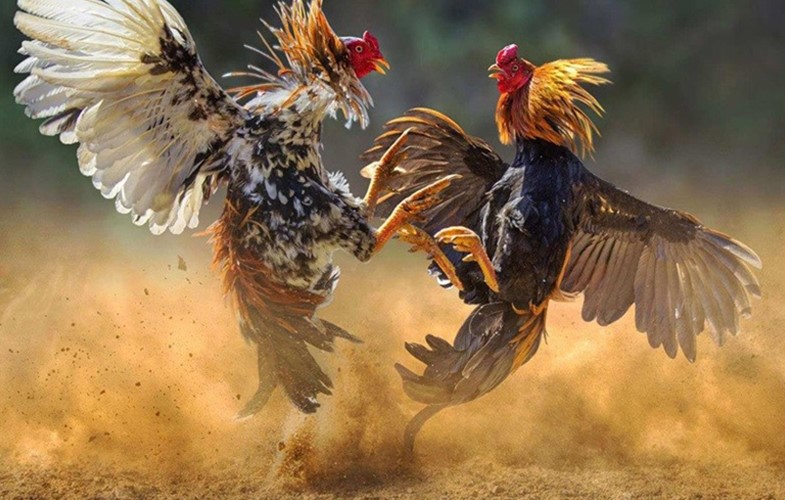 Đá Gà 789Club - Mãn Nhãn Cùng Những Giải Đấu Chuyên Nghiệp 2 Đá gà 789Club - Sân chơi giải trí chuyên nghiệp